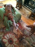 Comfy Canine Companion