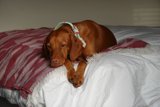 Canine Comfort