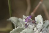 Purple Geranium Blossom in Winter Frost