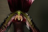 Blooming Orchid