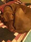 Cozy Canine Naptime
