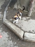 Calico Cat Looking Up