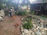 Grillin' with my Canine Companion