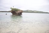 Tree of the Ocean's Promontory
