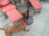 Pups at Play
