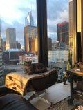 Feline overlooking the Metropolis