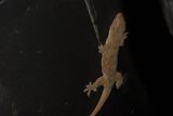 Gecko in the Dark