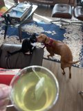 Tea Time with Four-legged Friends