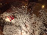 Shredded Paper Pup