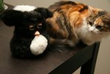 Feline Friends