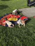 Adventures in the Grass