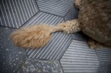 Golden Doodle Paws on Geometric Paving Stones