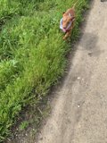 Walking Companion