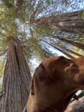 Canine Contemplation