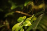 Jungle Royalty