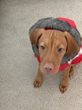 Stylish Pup