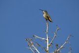 Hummingbird Haven