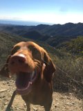 Dog Post Hike
