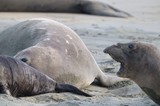 Elephant Seal Confrontation at Drakes Beach