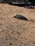 A Day on the Beach with a Turtle