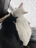 Feline Friends on the Window Sill