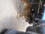 Underneath the Vehicle Companion