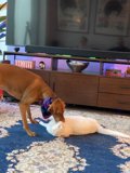 Furry Friends Fun