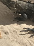 Beach Lizard