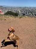 Airborne Canine in the City