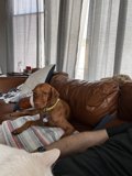 Comfy Couch Pets