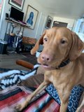 Living Room Pup