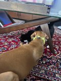 Furry Friends
