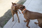 Two Canine Pals Tangle Playfully on the Grass
