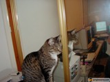The Narcissistic Cat