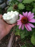 Eggplant and Petals
