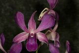 Majestic Purple Orchid