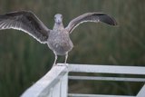 Graceful Majesty: The Exhibitionist