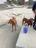 Man and His Two Canine Companions