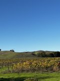 Napa Valley Vineyard with a Stunning View