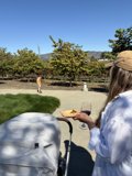 Vineyard Vibes