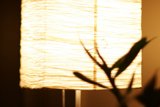 Illuminating Elegance