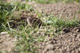Peek-a-Boo in the Soil