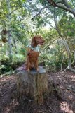 Serene Canine in the Woods