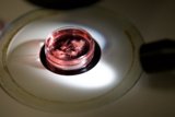 Microscopic View of Red Liquid in Glass