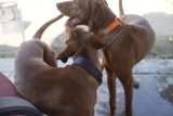 Playtime Pups
