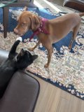 Furry Friends Sofa Playtime