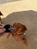 Playtime with a Vizsla