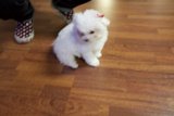 Little Paws on Hardwood
