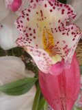 Spotted Petals