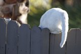 The Curious Feline Explorer